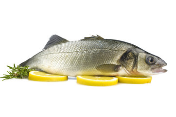 sea bass