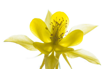Fototapeta premium Akelei - Yellow Queen