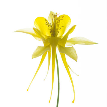 Akelei - Yellow Queen