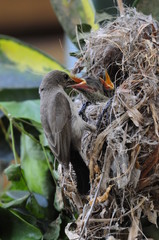 Female Sunbird feeding the chicks in nest