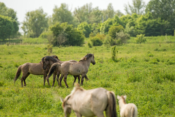 Konik horses in nature in spring