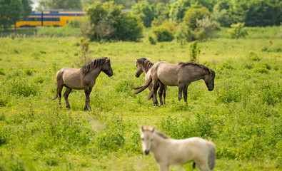 Fototapeta premium Konik horses in nature in spring