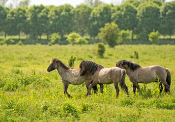 Fototapeta na wymiar Konik horses in nature in spring