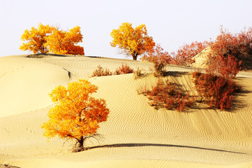 Landscape of desert