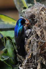 Male Sunbird feeding his newborn chicks in nest