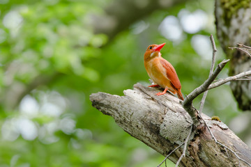アカショウビン