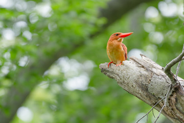 アカショウビン