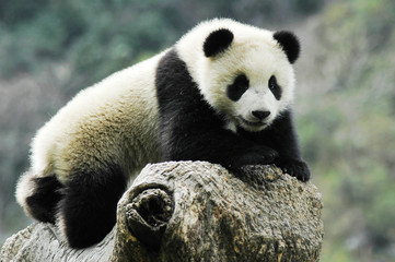 Obraz na płótnie Canvas Panda Cub