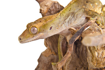 Obraz premium Crested gecko (1)