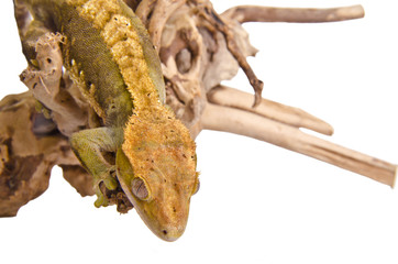 Crested gecko (5)