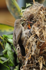 A female Palestine Sunbird feeding the chicks in nest