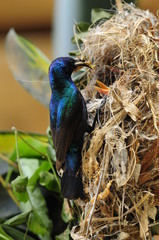 Male Sunbird feeding his newborn chicks in nest