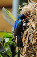 Male Sunbird feeding his newborn chicks in nest