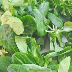 Corn salat