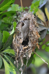 Female Sunbird feeding the chicks in nest