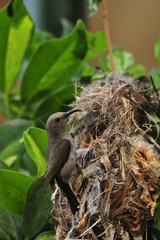 Female Sunbird feeding the chicks in nest