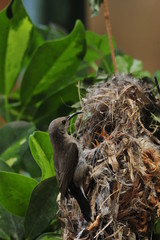Female Sunbird feeding the chicks in nest