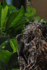 Female Sunbird feeding her newborn chicks in nest