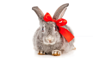 Gray rabbit with red bow