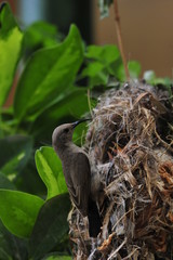 Female Sunbird feeding the chicks in nest