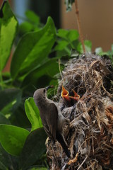 Female Sunbird feeding her newborn chicks in nest