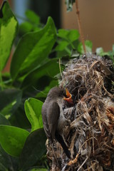 Female Sunbird feeding the chicks in nest