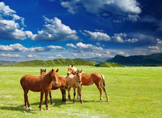 Fotobehang Paard jonge paarden