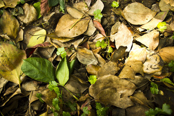 Sunlight on Leafs