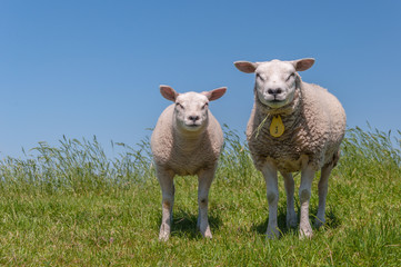 Portrait of an ewe and het lamb