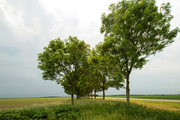 Trees in spring under a  cloudy sky