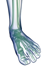 Foot x-ray on white