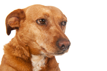 Brown cross breed dog