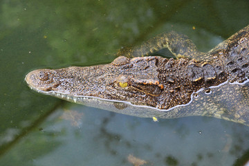 Close up crocodile while in the pool