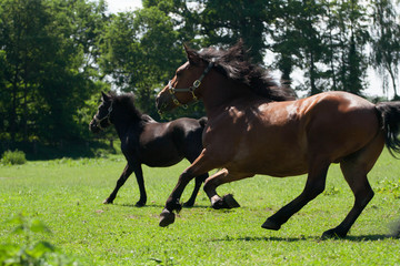 Kaltblut-Pony-Mischung