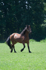 Kaltblut-Pony-Mischung