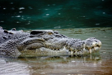 Obraz premium Close up of Australian crocodile
