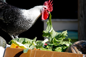 Black and white farm chicken eating lettuce
