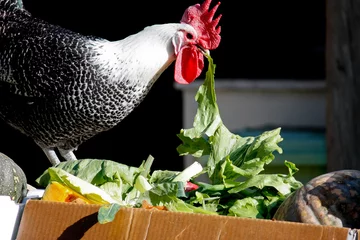 Garden poster Chicken Black and white farm chicken eating lettuce