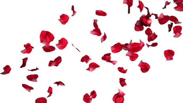 Animation of falling rose petals in slow motion