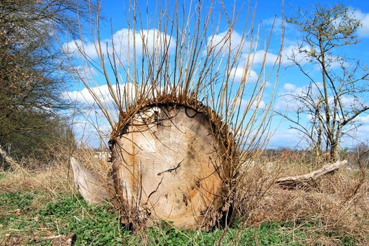 Gef&auml;llter Baum mit "Haaren"