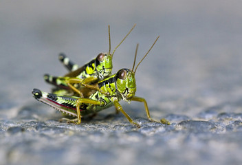 Locust love