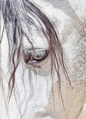 eye of  purebred  Andalusian white horse closeup