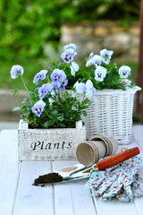 Planting flowers
