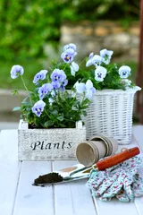 Photo sur Plexiglas Pansies Planter des fleurs