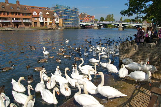 Swans & geese on the River Thames at Windsor, London