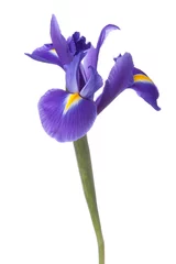Foto op Plexiglas Iris Blauwe iris of blauwe vlagbloem