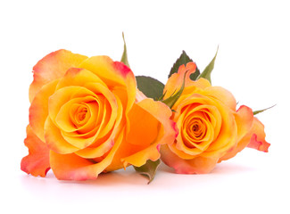 Obraz premium Two orange roses