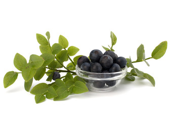 Blue bilberry or whortleberry