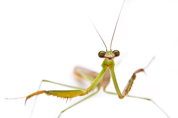 Praying Mantis