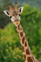 Giraffe head with neck